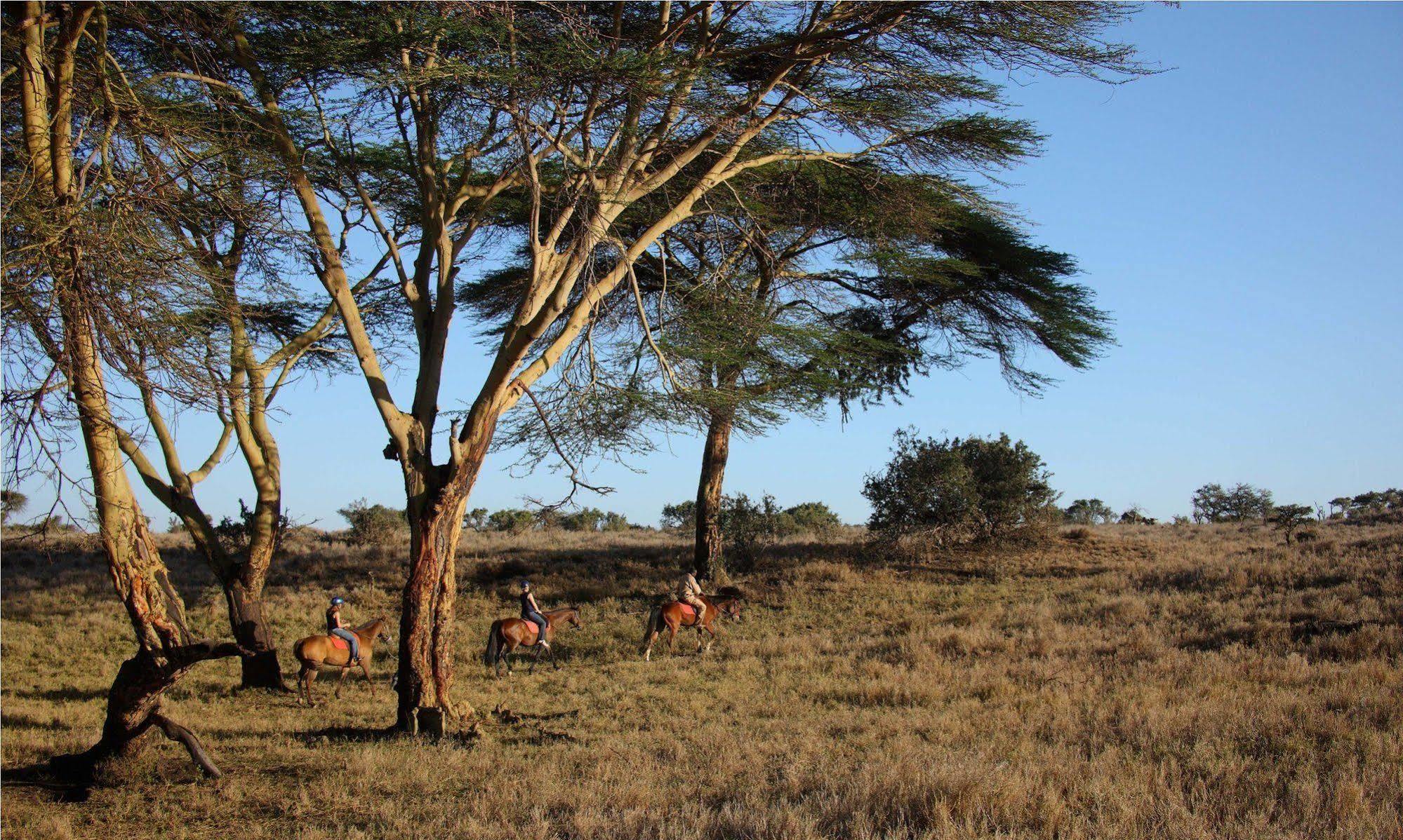 Готель Elewana Lewa Safari Camp Timau Екстер'єр фото